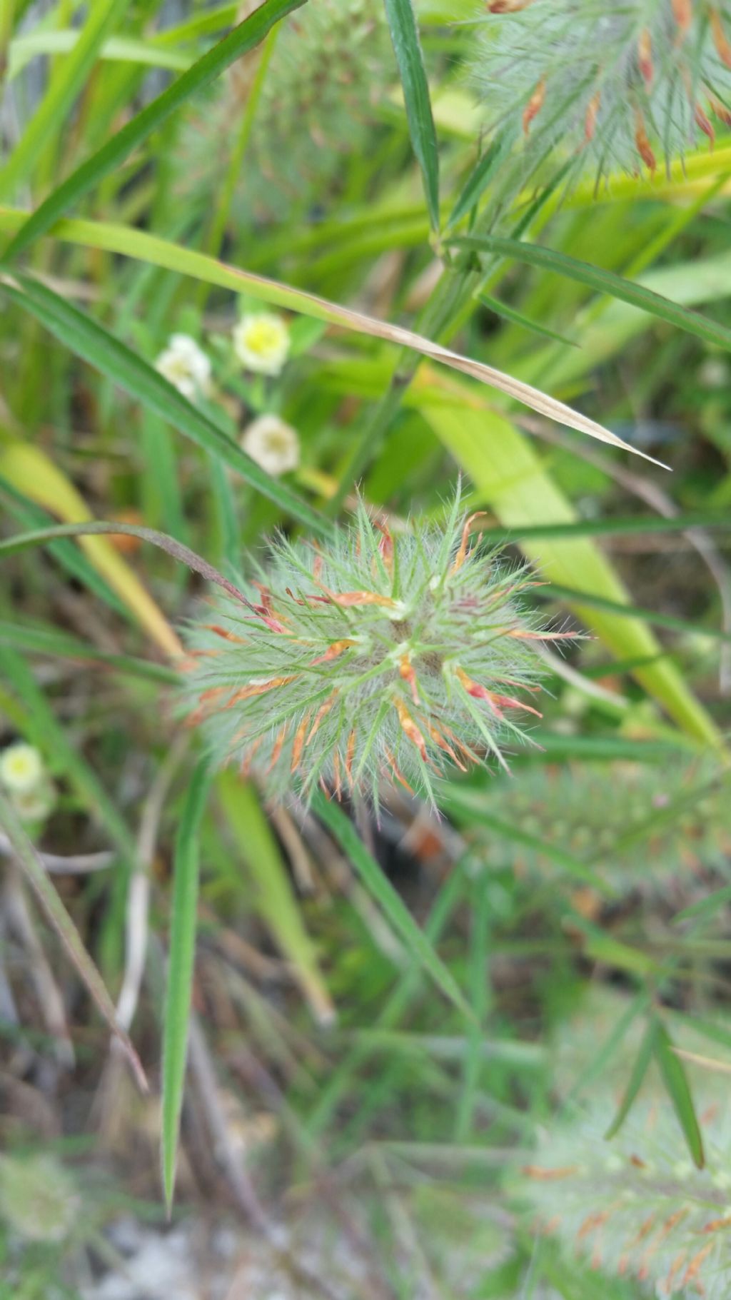 Trifolium angustifolium (Fabaceae)